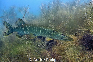 Waiting for prey - a pike in his habitat
It was a day wi... by Andre Philip 